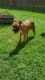 Boxer Puppies for sale in Newnan, GA, USA. price: NA