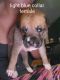 Boxer Puppies for sale in Frederic, WI 54837, USA. price: $400