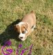 Boxer Puppies for sale in Saginaw, TX, USA. price: NA