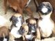 Boxer Puppies for sale in Fort Lee, NJ 07024, USA. price: NA