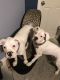 Boxer Puppies for sale in Fort Gibson, OK 74434, USA. price: NA