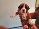 Boxer Puppies for sale in Portland, OR 97266, USA. price: NA