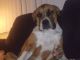 Boxer Puppies for sale in Vancouver, WA, USA. price: NA