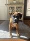 Boxer Puppies for sale in Rockford, IL, USA. price: NA