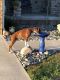 Boxer Puppies for sale in Carthage, MO 64836, USA. price: NA