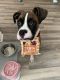 Boxer Puppies for sale in Reno, NV 89502, USA. price: $1,500