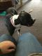 Boxer Puppies for sale in Knightstown, IN 46148, USA. price: NA