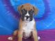Boxer Puppies for sale in LOS ANGLS AFB, CA 90009, USA. price: NA