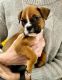 Boxer Puppies for sale in Knoxville, TN, USA. price: NA