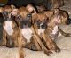 Boxer Puppies for sale in Ocean Springs, MS 39564, USA. price: $100