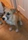 Boxer Puppies for sale in 521 W Rillito St, Tucson, AZ 85705, USA. price: NA