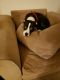 Boxer Puppies for sale in Denver, CO, USA. price: $200