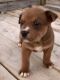 Boxer Puppies for sale in Harrodsburg, KY 40330, USA. price: NA