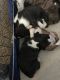 Boxer Puppies for sale in Damascus, OR 97089, USA. price: $1