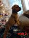 Boxer Puppies for sale in Gering, NE 69341, USA. price: NA
