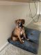 Boxer Puppies for sale in West Palm Beach, FL 33409, USA. price: NA