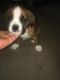 Boxer Puppies for sale in Hyattsville, MD, USA. price: NA