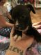 Boxer Puppies for sale in Marion, IN, USA. price: NA