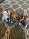 Boxer Puppies for sale in Tucson, AZ, USA. price: NA