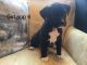 Boxer Puppies for sale in Soap Lake, WA 98851, USA. price: $600