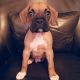 Boxer Puppies for sale in Newark, NJ, USA. price: NA