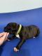 Boxer Puppies for sale in Fort Myers, FL, USA. price: $1,500