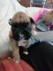 Boxer Puppies for sale in Michigan - Martin, Detroit, MI 48210, USA. price: $700