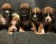 Boxer Puppies