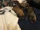 Boxer Puppies for sale in 136 Mountain Ave, Matamoras, PA 18336, USA. price: $1,800