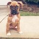 Boxer Puppies for sale in Denver, CO, USA. price: NA