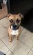 Boxer Puppies for sale in Gastonia, NC, USA. price: $700