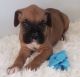Boxer Puppies for sale in Houston, TX, USA. price: $900