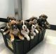 Boxer Puppies for sale in Houston, TX, USA. price: $900