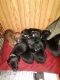 Boxer Puppies for sale in Peoria, IL, USA. price: NA