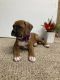 Boxer Puppies for sale in Leetonia, OH 44431, USA. price: NA