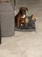 Boxer Puppies for sale in Winter Springs, FL, USA. price: NA