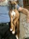 Boxer Puppies for sale in Brimfield, MA, USA. price: $800