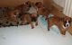 Boxer Puppies for sale in Chicago, IL 60616, USA. price: NA