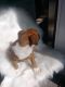 Boxer Puppies for sale in Schaumburg, IL, USA. price: NA
