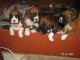 Boxer Puppies for sale in Chicago, IL 60640, USA. price: NA