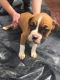 Boxer Puppies for sale in Victoria, TX, USA. price: NA
