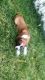 Boxer Puppies for sale in Mt Laurel Township, NJ, USA. price: NA