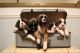Boxer Puppies for sale in Spokane, WA 99223, USA. price: $725