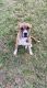 Boxer Puppies for sale in Troy, MO, USA. price: NA