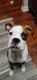 Boxer Puppies for sale in Lisle, IL, USA. price: NA
