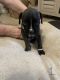 Boxer Puppies for sale in Killeen St, Killeen, TX 76541, USA. price: NA