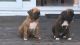 Boxer Puppies for sale in New York, NY 10003, USA. price: NA