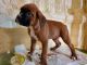 Boxer Puppies for sale in Odon, IN 47562, USA. price: NA