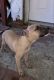 Boxer Puppies for sale in Fayetteville, NC, USA. price: NA