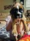 Boxer Puppies for sale in Mesa, AZ 85209, USA. price: NA